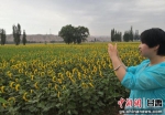 图为靖远县利用当地优势资源，发展油葵产业，帮助农户脱贫致富。刘玉桃 摄 - 甘肃新闻