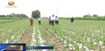 庆阳：农业保险护航农业产业发展 - 甘肃省广播电影电视