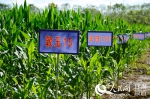 甘肃广河：大力发展“粮改饲” 产业扶贫有新路 - 人民网