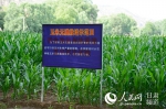 甘肃广河：大力发展“粮改饲” 产业扶贫有新路 - 人民网
