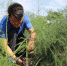 盛夏时节，在甘肃武威市民勤县更名村的芦笋种植基地里，“80后”陈胜泰挎着篮子，拿着剪刀，沿着垄沟，在芦笋田里穿梭忙碌。马爱彬 摄 - 甘肃新闻