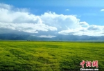 7月中旬，祁连山下山丹马场夏日风光。(资料图) 杨艳敏 摄 - 甘肃新闻