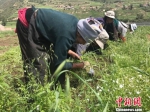 甘肃甘南州夏河县唐尕昂乡让吾道村，种植当归这个“新门路”给村民们带来了脱贫致富的希望。图为村民们正在为当归除草。　艾庆龙 摄 - 甘肃新闻