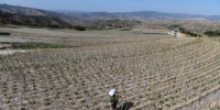 架豆产业被天水市武山县选作精准脱贫产业之一，在山区广泛推广，目前种植面积达5万亩。图为2018年5月拍摄的架豆种植场景。(资料图) 杨艳敏 摄 - 甘肃新闻