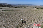 架豆产业被天水市武山县选作精准脱贫产业之一，在山区广泛推广，目前种植面积达5万亩。图为2018年5月拍摄的架豆种植场景。(资料图) 杨艳敏 摄 - 甘肃新闻