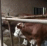 图为积石山县畜牧局局长马全胜在养殖户的牛棚里介绍科学养殖技术。　南如卓玛 摄 - 甘肃新闻