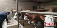 图为积石山县畜牧局局长马全胜在养殖户的牛棚里介绍科学养殖技术。　南如卓玛 摄 - 甘肃新闻