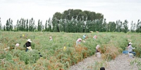 甘肃瓜州：盐碱地里种“金豆” 昔日戈壁变绿洲 - 甘肃新闻