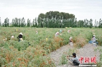 甘肃瓜州：盐碱地里种“金豆” 昔日戈壁变绿洲 - 甘肃新闻