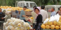 玉门蜜瓜“抱团”闯市场 “一体化”发展促农增收 - 甘肃新闻