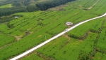 河北内丘：中草药种植助增收 - 中国甘肃网