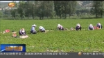 甘肃省地理标志农产品成为助推精准脱贫生力军 - 甘肃省广播电影电视