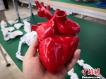 图为3D打印的心脏模型。　魏建军 摄 - 甘肃新闻