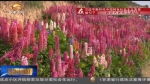 兰州赏花经济 美了山村 富了乡亲 - 甘肃省广播电影电视