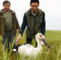 （生态）（1）国家一级保护动物东方白鹳在黑龙江受救助并放飞 - 人民网