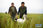 （生态）（1）国家一级保护动物东方白鹳在黑龙江受救助并放飞 - 人民网