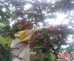 图为三坪村村民采摘花椒。(资料图) 钟欣 摄 - 甘肃新闻
