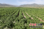 图为甘肃省张掖市民乐县发展马铃薯产业。(资料图) - 甘肃新闻