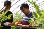 图为甘肃省武威市种植的大棚蔬菜。(资料图) - 甘肃新闻