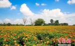 镇原县万寿菊种植起源于武沟乡，当地去年引进了万寿菊种植产业。　郭志斌 摄 - 甘肃新闻
