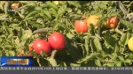 【经济新亮点】甘肃省加快推动农产品加工业转型升级 - 甘肃省广播电影电视