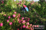 图为游客在兰州新区玫瑰产业园赏花。杨艳敏 摄 - 甘肃新闻