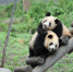 （社会）（1）熊猫初长成 - 人民网