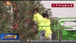 【走基层 扶贫日记】宁县：“小”苹果推动“大”产业 - 甘肃省广播电影电视