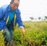 毛庄村村民张永峰在药材地里除草。 高展 摄 - 甘肃新闻