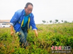 毛庄村村民张永峰在药材地里除草。 高展 摄 - 甘肃新闻