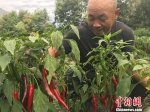 图为当地村民在采摘成熟的辣椒。　闫姣 摄 - 甘肃新闻