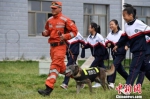 图为学生体验搜救犬救援。　南如卓玛 摄 - 甘肃新闻