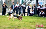 图为学生观摩搜救犬搜救演练。　南如卓玛 摄 - 甘肃新闻