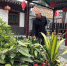 图为独石村村民张勤打理农家乐中的花卉。　艾庆龙 摄 - 甘肃新闻