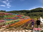 初秋时节，甘肃甘南藏族自治州正值旅游旺季，成片的花海分布在藏寨的周围，“花经济”已然成了当地旅游的另一热点。　徐雪 摄 - 甘肃新闻
