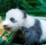 （社会）（1）广州：熊猫宝宝“隆仔”与游客见面 - 人民网