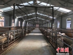 甘肃庆城“支招”贫困户：以羊入股 自学养殖技术 - 甘肃新闻
