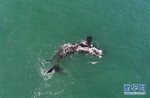 （国际）（1）第27届鲸鱼节南非赫曼纽斯开幕 - 人民网
