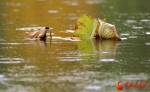 瞰秋|兰州植物园 菊香荷韵在水一方（组图） - 中国甘肃网