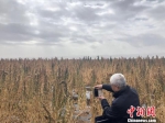 图为企业家在甘肃省武威市天祝县考察藜麦种植。　徐雪 摄 - 甘肃新闻