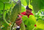 河北滦州：规模化发展设施蔬菜种植促增收 - 中国甘肃网