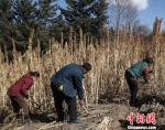 甘南首次引进藜麦种植 “洋庄稼”拓藏区民众致富路 - 甘肃新闻