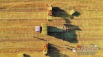 【飞阅甘肃】山丹马场：收获燕麦草  收获金秋 - 中国甘肃网