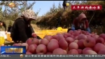 【三年决战奔小康】精准扶贫之庄浪模式（三）：苹果为什么这样红 - 甘肃省广播电影电视