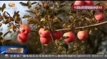 【三年决战奔小康】精准扶贫之庄浪模式（三）：苹果为什么这样红 - 甘肃省广播电影电视
