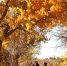 甘肃敦煌黄渠镇的胡杨林在秋色的沐浴下被染成金色，宛若仙境，引众欣赏美景。(资料图) 钟欣 摄 - 甘肃新闻