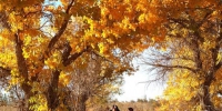 甘肃敦煌黄渠镇的胡杨林在秋色的沐浴下被染成金色，宛若仙境，引众欣赏美景。(资料图) 钟欣 摄 - 甘肃新闻