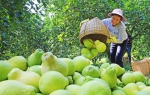 广西融水：苗乡柚丰收 - 中国甘肃网