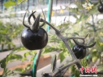 图为生长中的黑番茄。　魏建军 摄 - 甘肃新闻