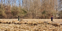 图为在租赁的玉米茬地里放牧羊群。　武雪峰 摄 - 甘肃新闻